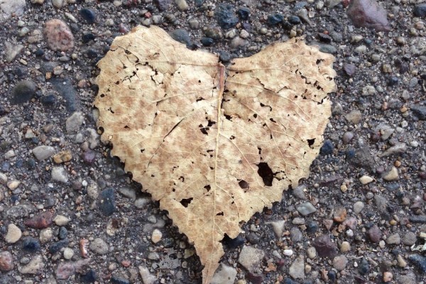 Heart Leaf